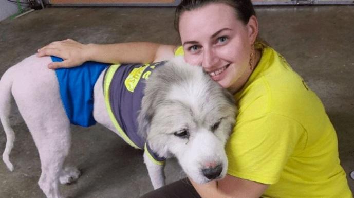 Un câine a ajuns să aibă 15 kilograme de blană! Cum arată acum, după ce s-a întâmplat o minune