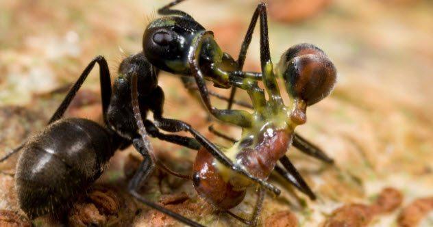 Atenție la aceste furnici! Sunt extrem de periculoase dacă le găsești!