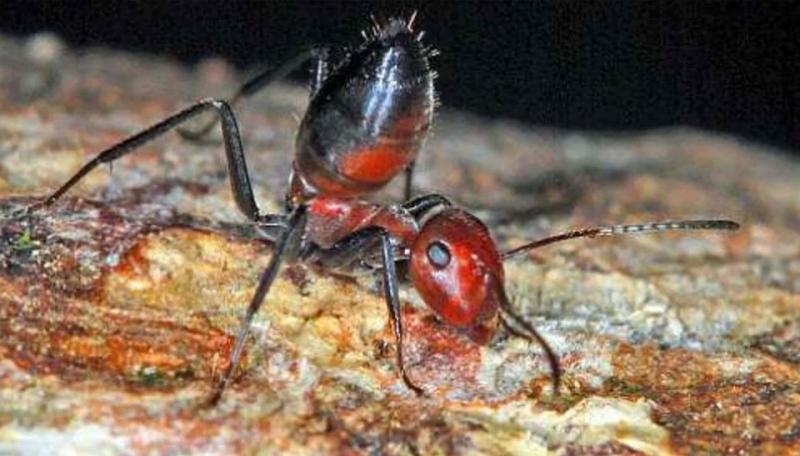 Atenție la aceste furnici! Sunt extrem de periculoase dacă le găsești!