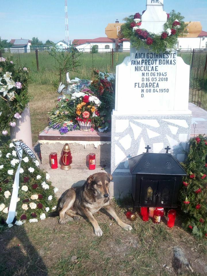 Ți se face pielea de găină! Când preotul a murit, câinele a șocat tot satul cu gestul său