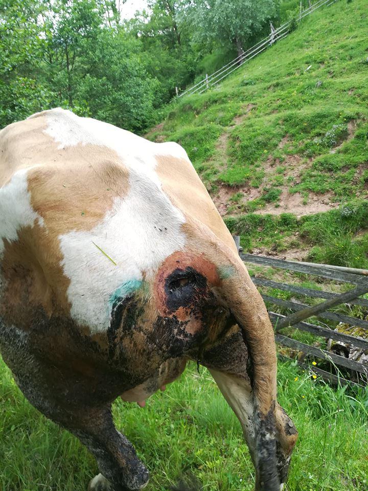 Se întâmplă în România! Caz șocant: vaci împușcate pe un fond de vânătoare. Fermier: „Mai bine mă împușcau pe mine decât să le schilodească pe ele așa!” FOTO