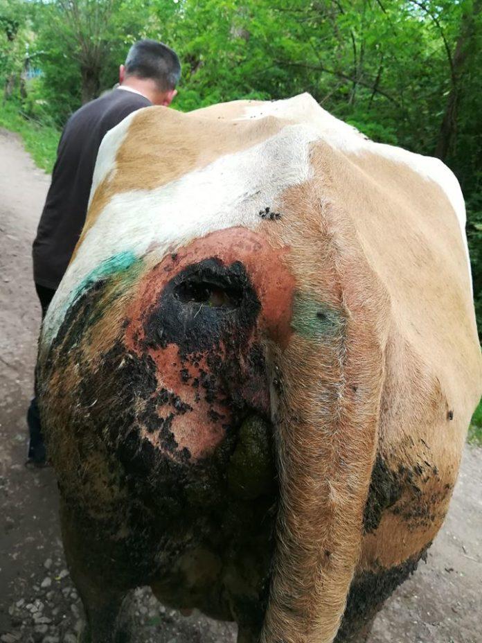 Se întâmplă în România! Caz șocant: vaci împușcate pe un fond de vânătoare. Fermier: „Mai bine mă împușcau pe mine decât să le schilodească pe ele așa!” FOTO