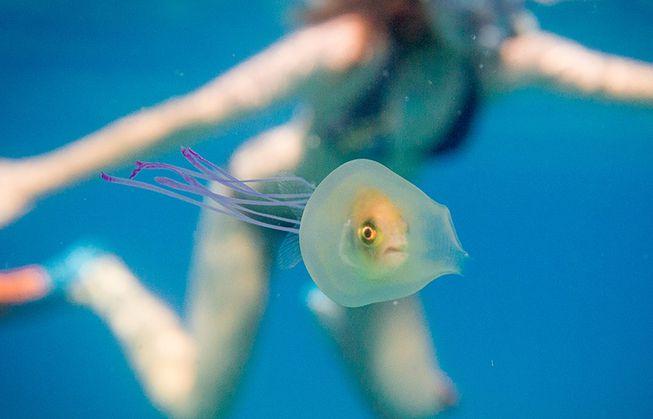 Experții trag un semnal de ALARMĂ pentru europeni! „Trebuie să începem să mâncăm aceste vietăți, altfel...”