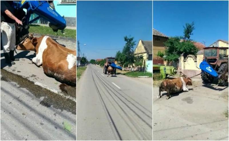 Caz șocant: un bărbat din Timiş a legat o vacă de un tractor şi a târât-o pe şosea. De data asta, poliția s-a autosesizat, iar pedeapsa a fost cruntă! Imagini sfâșietoare