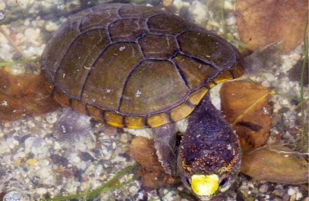 A fost descoperită o nouă specie! Ce creatură interesantă se ascundea în Mexic. FOTO