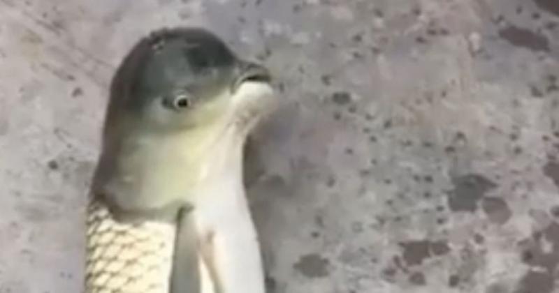 VIDEO şocant! Pescarii s-au crucit când au capturat-o. Creatura asta are CAP DE PORUMBEL şi trup de PEŞTE