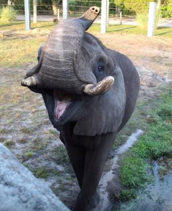 Elefantul lui Michael Jackson a făcut moonwalk după ce a EVADAT din țarcul său! FOTO