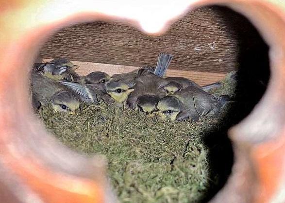 „Liniște, nu deranjați!”. O biserică și-a închis porțile timp de două săptămâni. Motivul este ÎNDUIOȘĂTOR! FOTO