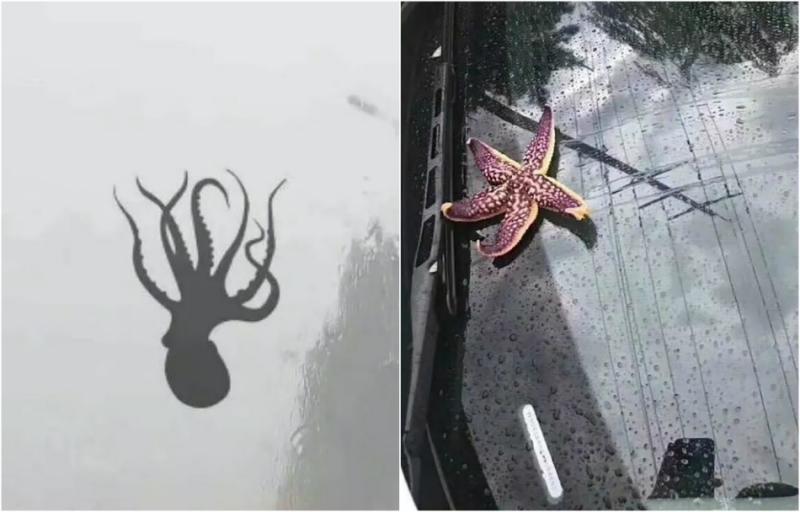 VIDEO VIRAL. Ploaia care a adus din cer animale... marine! Oamenii, şocaţi de imaginile apocaliptice