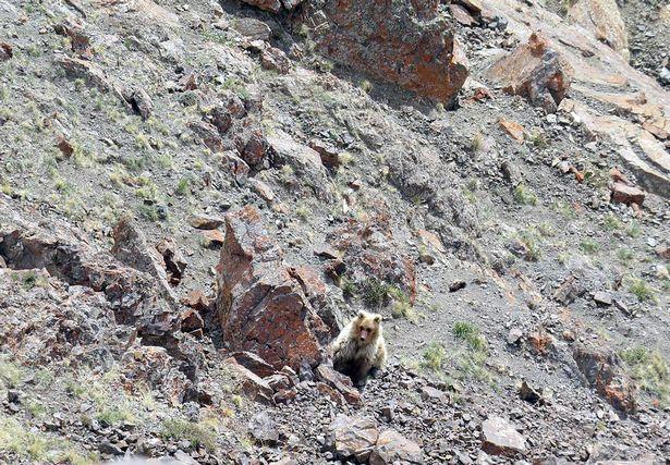 Turiștii au fost șocați când au dat peste o creatură uriașă în munți! Pare un animal fioros, dar de fapt e… un exemplar dintr-o specie rară! IDEO