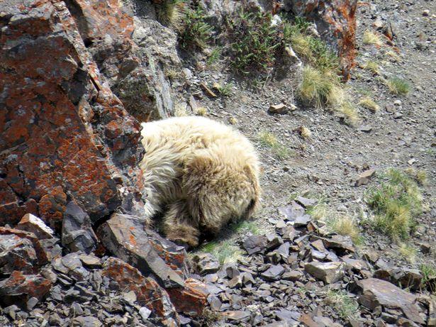 Turiștii au fost șocați când au dat peste o creatură uriașă în munți! Pare un animal fioros, dar de fapt e… un exemplar dintr-o specie rară! IDEO