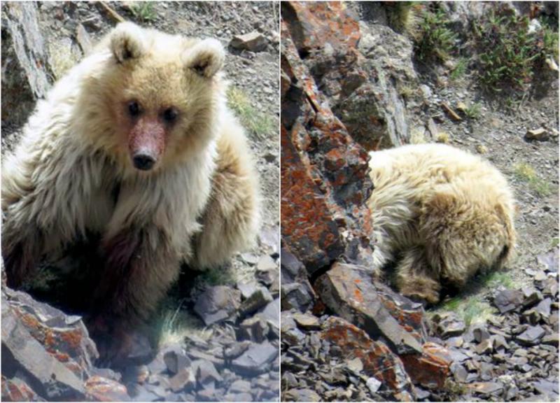 Turiștii au fost șocați când au dat peste o creatură uriașă în munți! Pare un animal fioros, dar de fapt e… un exemplar dintr-o specie rară! IDEO