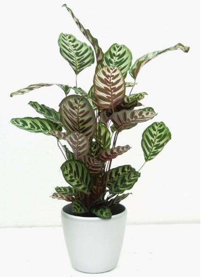 10 Plante Care Nu Au Nevoie De LuminÄƒ Antena 1