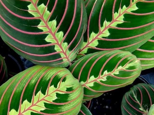 10 Plante Care Nu Au Nevoie De Lumină