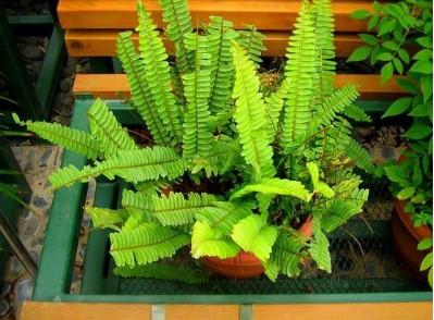 10 plante care NU au nevoie de LUMINĂ