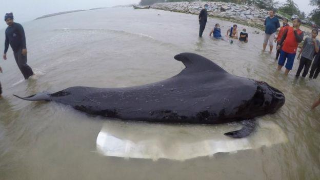 O balenă a murit după ce a înghiţit 80 de pungi de plastic în apele Thailandei! Veterinar: "Dacă ai așa ceva în stomac, mori!"