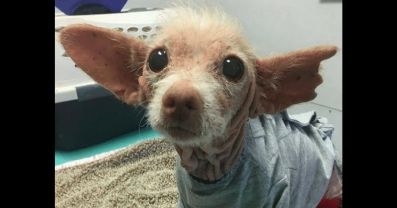 Un bărbat a găsit o creatură bizară pe stradă și a dus-o la un adăpost! Ce descoperire a făcut după