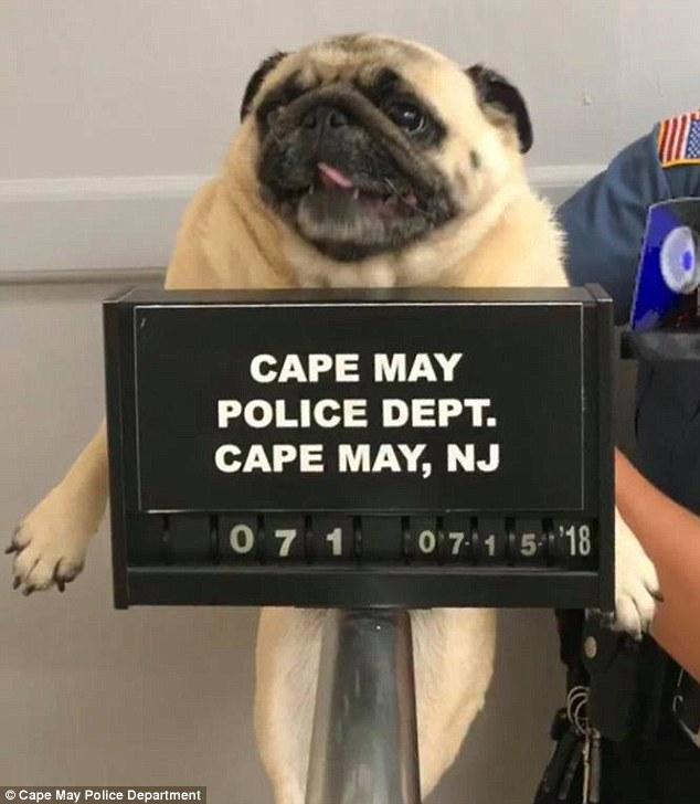 VIRAL. A stârnit crize de râs! Un mops a fost pus de polițiști în spatele gratiilor! Ce „infracțiune” a comis - FOTO