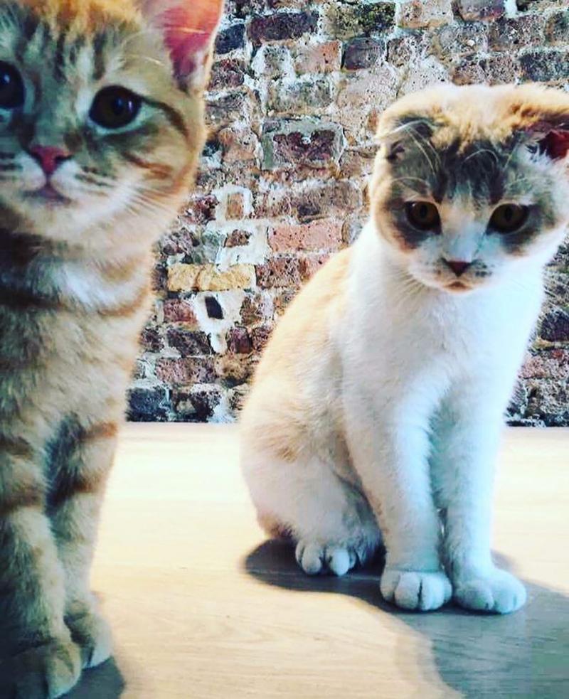 Își pot detrona stăpânul. Calippo şi Dorito, pisicile lui Ed Sheeran au devenit celebre pe Instagram.