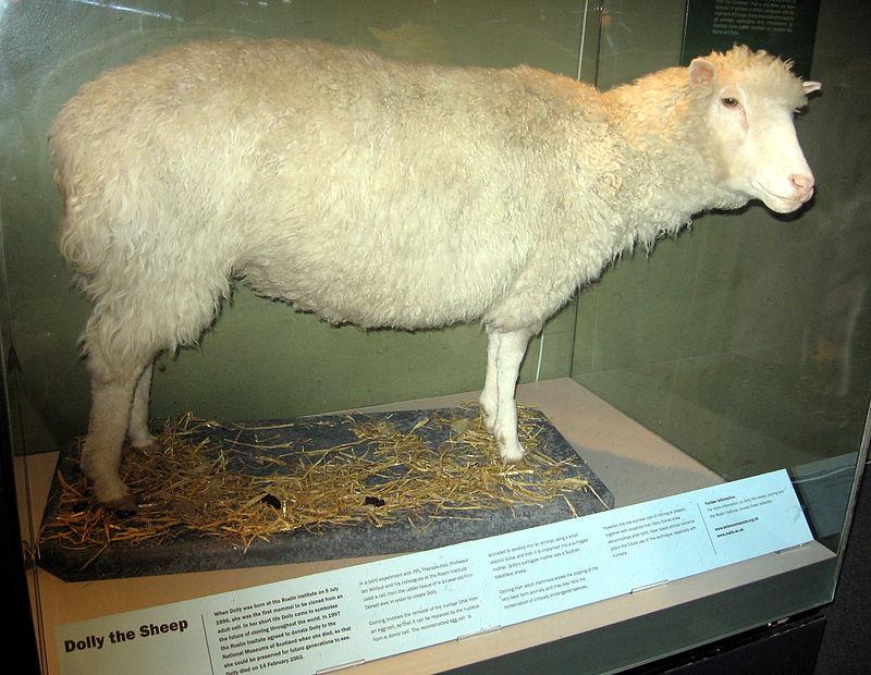 Au trecut 22 de ani de la prima clonare a unui animal adult, oaia Dolly
