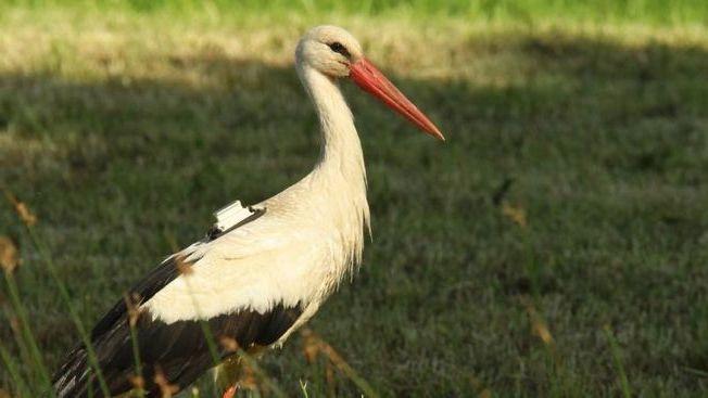 O barză a primit o factură telefonică de 9600 lei! Cum a fost posibil