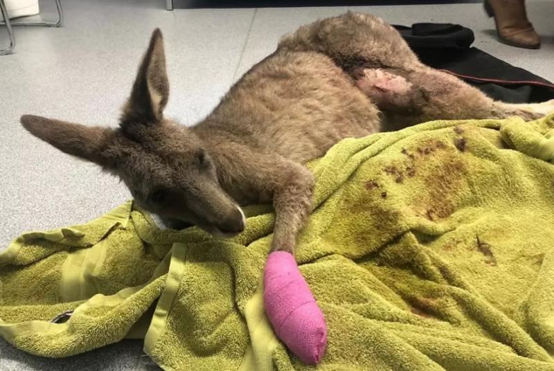 Surpriză uriașă pentru o familie din Australia! Ce a intrat în casa lor, spărgând un geam. A făcut dezastru și a lăsat urme de sânge peste tot!