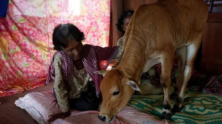 Poveste de dragoste atipică! O femeie s-a căsătorit cu un vițel! Motivul este unul înduioșător „Sunt sigură că este el, face totul exact la fel!” GALERIE FOTO