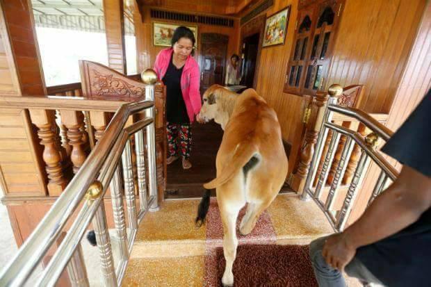 Poveste de dragoste atipică! O femeie s-a căsătorit cu un vițel! Motivul este unul înduioșător „Sunt sigură că este el, face totul exact la fel!” GALERIE FOTO