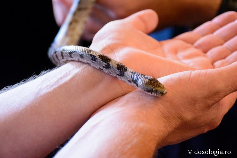 Adormirea Maicii Domnului. 15 august, Serpii Maicii Domnului