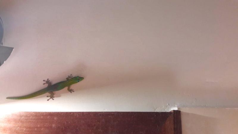 Octavian Strunilă, dezvăluiri inedite din Madagascar! „Dau cearșaful la o parte și găsesc...”