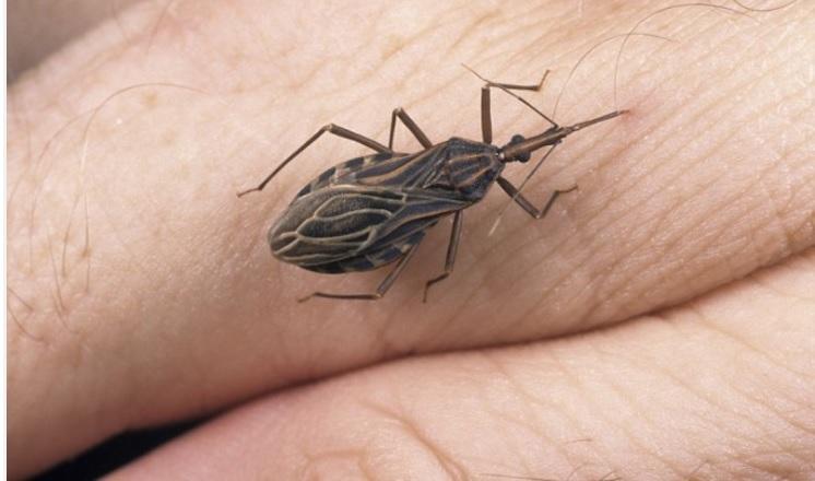 Un virus mortal se răspândește rapid! Care sunt simptomele?