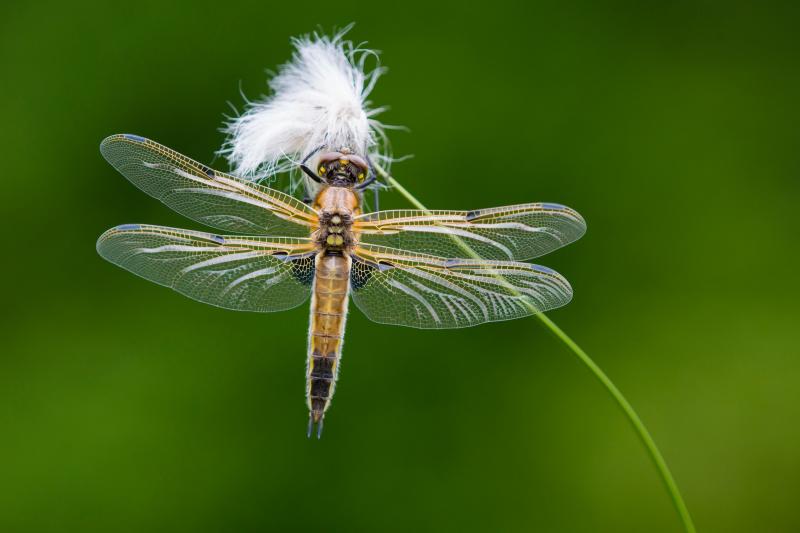Să râzi sau să plângi? Oamenii sunt chemați să NUMERE insecte! Care este motivul din spatele solicitării