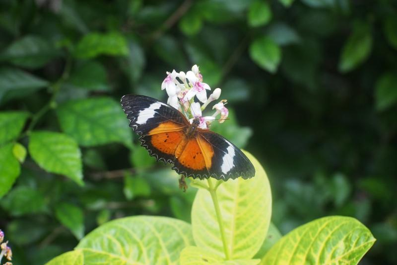 Să râzi sau să plângi? Oamenii sunt chemați să NUMERE insecte! Care este motivul din spatele solicitării