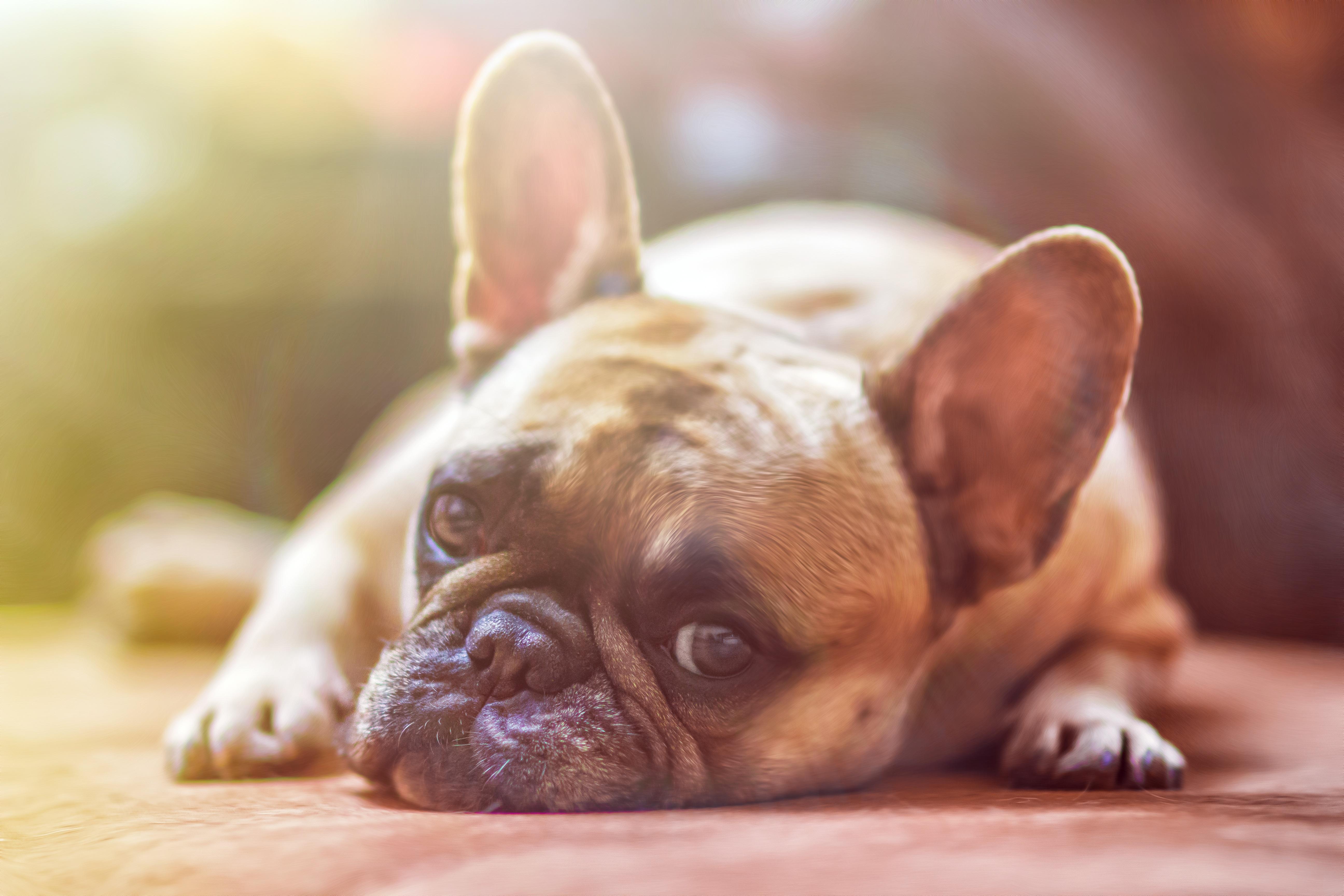 Ce Trebuie Să știi Inainte Să Cumperi Un Bulldog Francez