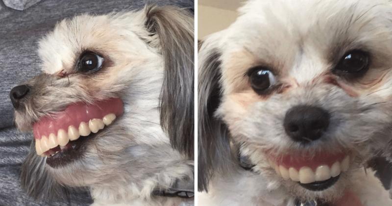 Un câine a furat proteza dentară a stăpânului și lucrurile au luat-o razna! Ce s-a întâmplat