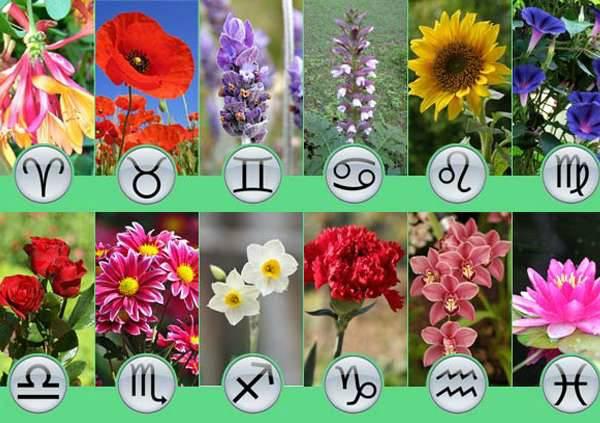 Horoscop FLORAL! Ce fel de plantă ești, în funcție de data nașterii! Află ce SURPRIZĂ ți-a pregătit destinul