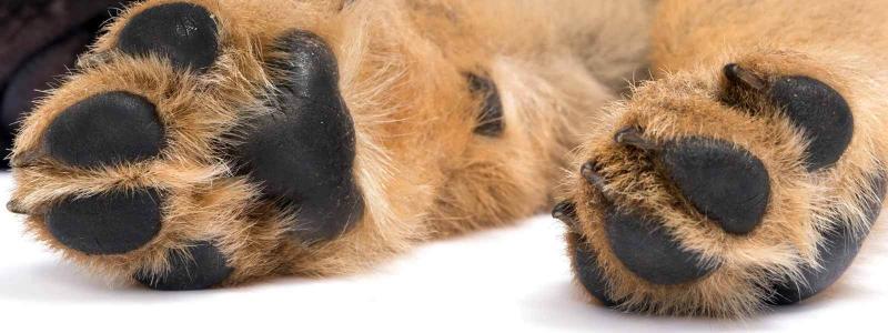 De ce câinii trăiesc mai puțin decât oamenii! Explicația unui copil de șase ani te va face să LĂCRIMEZI