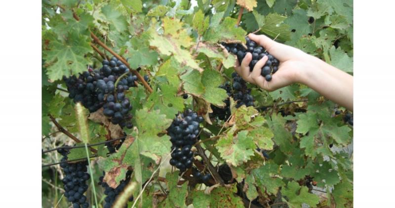 Calendar septembrie 2018. Sărbători Tradiții, Credințe în luna lui Răpciune