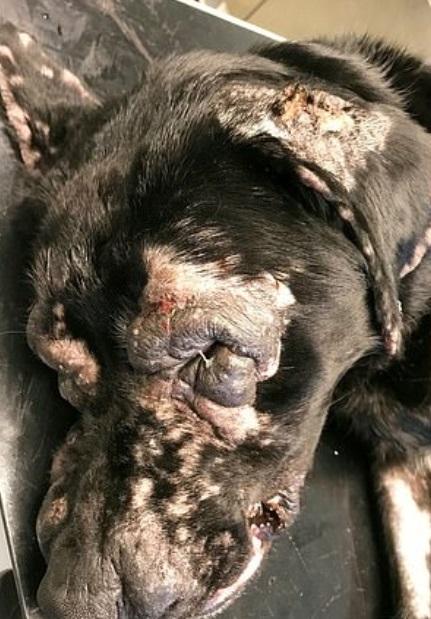 Stăpâna a refuzat să meargă cu câinele la veterinar și pielea acestuia a devenit ca de elefant! Ce a pățit animalul