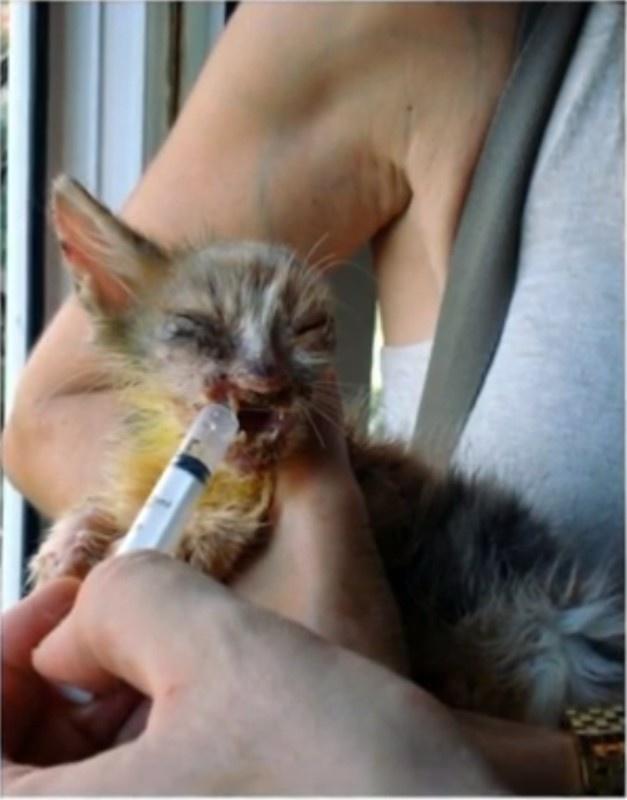 O fetiță de 7 ani a salvat de la moarte o pisicuță complet desfigurată! Adulții o ignorau și treceau pe lângă ea cu capul întors. Cum arată acum ,,micul monstruleț''