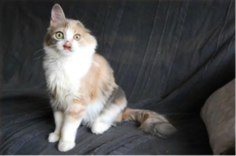 O fetiță de 7 ani a salvat de la moarte o pisicuță complet desfigurată! Adulții o ignorau și treceau pe lângă ea cu capul întors. Cum arată acum ,,micul monstruleț''