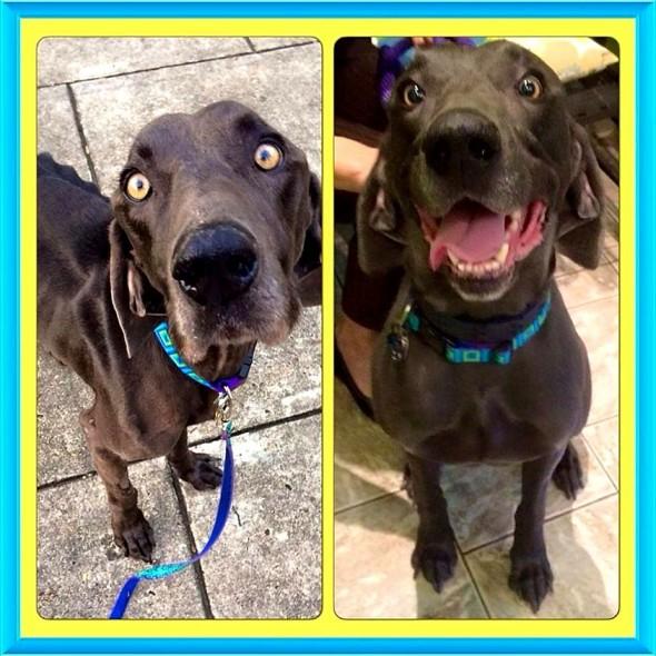 Abandonat în stradă, a mâncat pietre și crengi pentru a supravieţui. „M-am trezit cu el în patul meu, cu capul sprijinit uşor pe piept."