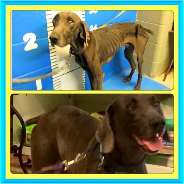 Abandonat în stradă, a mâncat pietre și crengi pentru a supravieţui. „M-am trezit cu el în patul meu, cu capul sprijinit uşor pe piept."