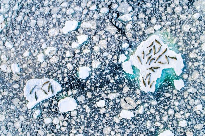 Cele mai frumoase fotografii din 2019. Premiul cel mare valorează 25.000 de euro