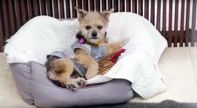 Cine are suflet dintre noi? Condamnat la moarte pentru că era greu de îngrijit. O mână de aur a dat toți banii ca să-i salveze viața!