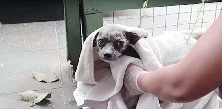 Cine are suflet dintre noi? Condamnat la moarte pentru că era greu de îngrijit. O mână de aur a dat toți banii ca să-i salveze viața!