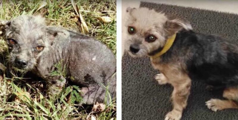 Cine are suflet dintre noi? Condamnat la moarte pentru că era greu de îngrijit. O mână de aur a dat toți banii ca să-i salveze viața!