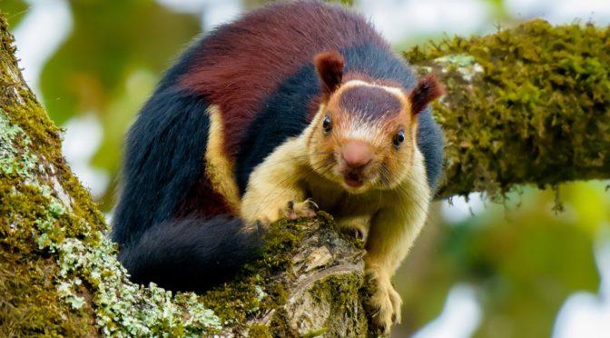 Specialiștii sunt terifiați! Așa arată cea mai mare veveriță din lume!