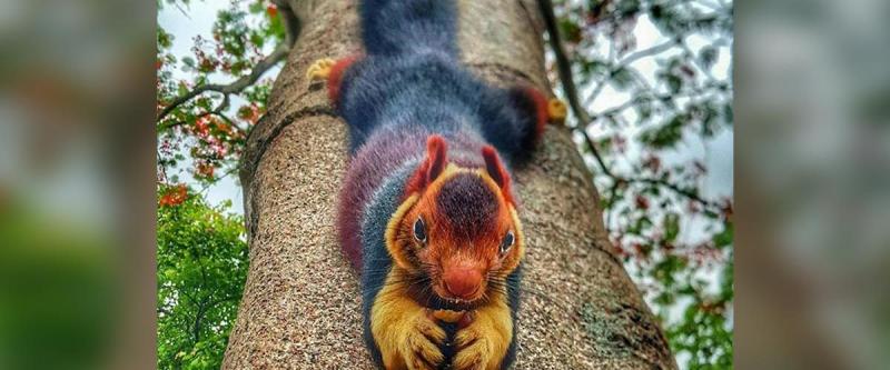 Specialiștii sunt terifiați! Așa arată cea mai mare veveriță din lume!