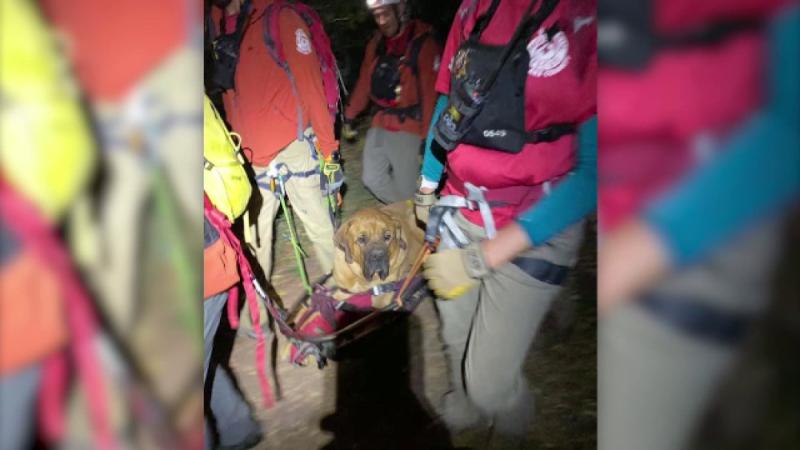 Un câine de 86 de kilograme a fost salvat din munți după ce a leșinat. Salvamontiștii s-au luptat cu el patru ore - FOTO